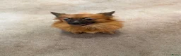 Pomeranian dogs for sale: Puppies  - Advert 6
