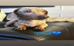 Miniature Dachshund dogs for sale: Kc registered  miniature dachshund puppies - Image 8