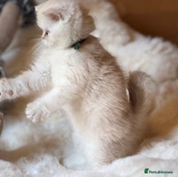 Exotic cats - Advert 5