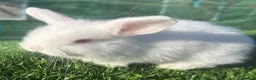 Mini Lion Lop rabbits for sale: Mini Lion Lop Rabbits – Ready This Weekend 🐰 - Advert 17