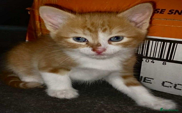 Mixed Breed cats - Advert 13