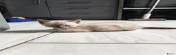 Mixed Breed cats for sale: Stunning sphynx x ragdoll kittens  - Advert 39