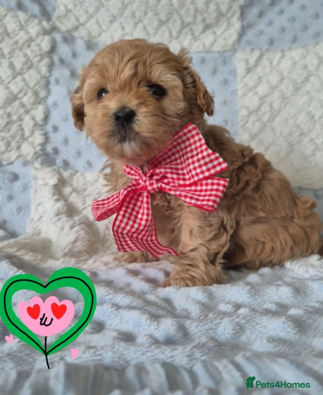 Maltipoo dogs for sale: Adorable very small maltipoo puppies 🐶❤️ - Advert 15