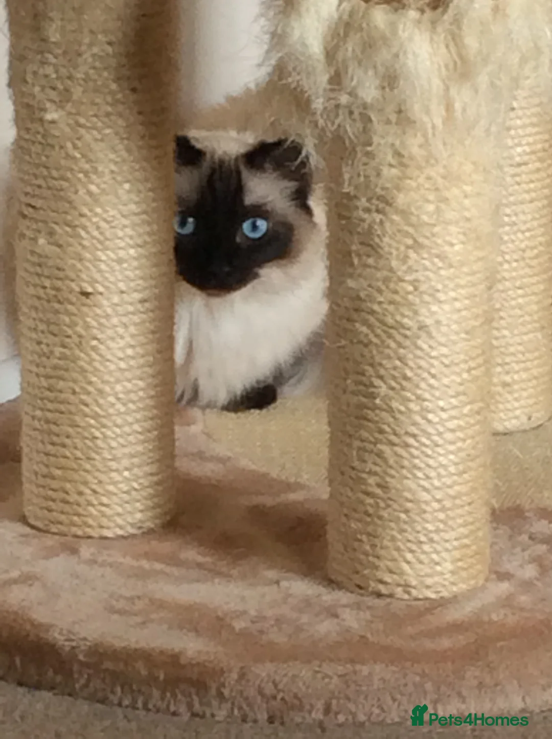 Ragdoll cats for sale: Loving indoor Kat six new Home in Epsom - Advert 6