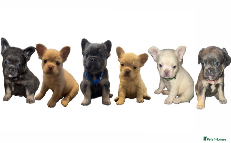 French Bulldog dogs - Advert 2