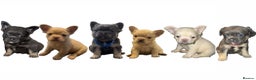 French Bulldog dogs for sale: REDUCED! Fluffy French Bulldog Puppies  - Advert 15
