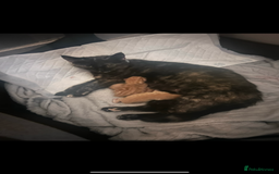 Mixed Breed cats for sale: Stunning ginger kittens  - Advert 2