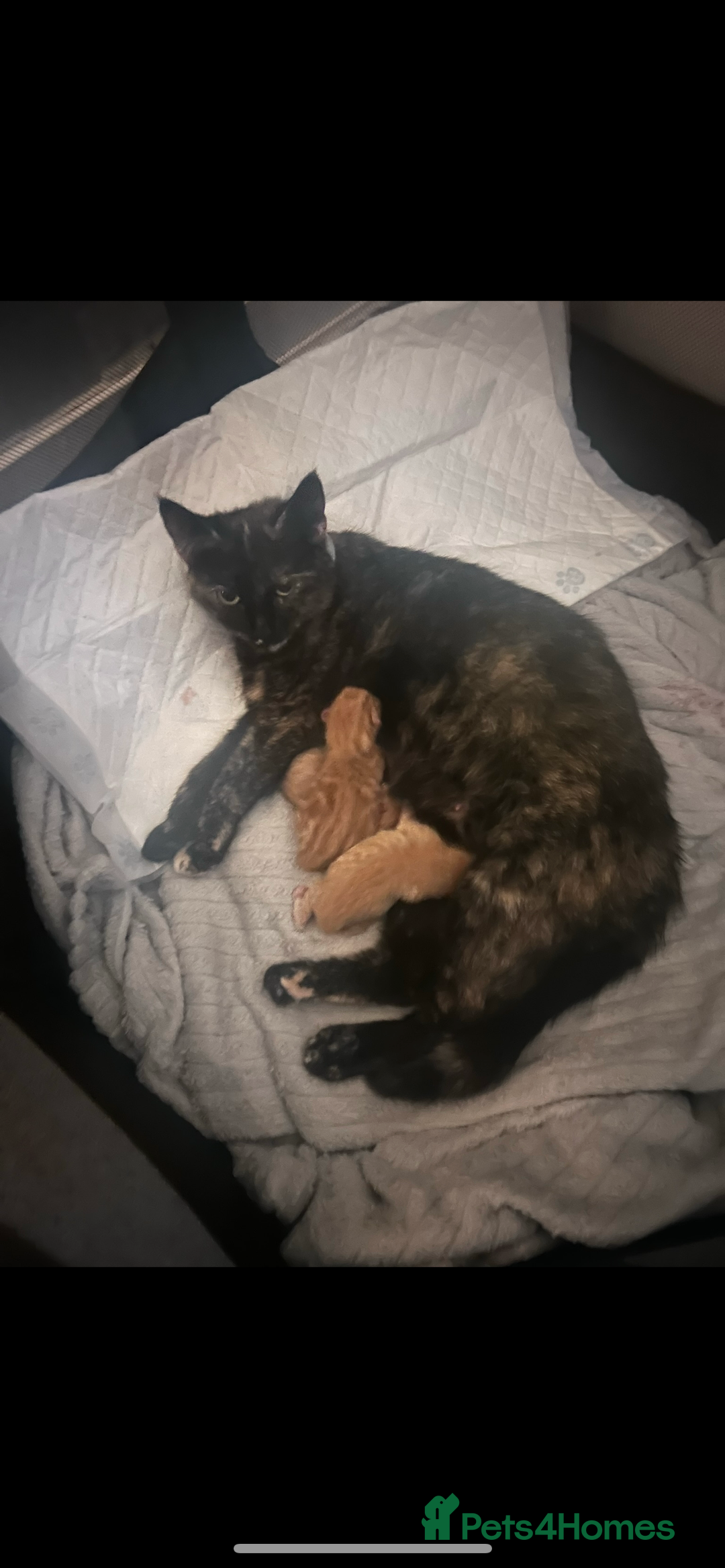 Mixed Breed cats for sale: Stunning ginger kittens  - Advert 2