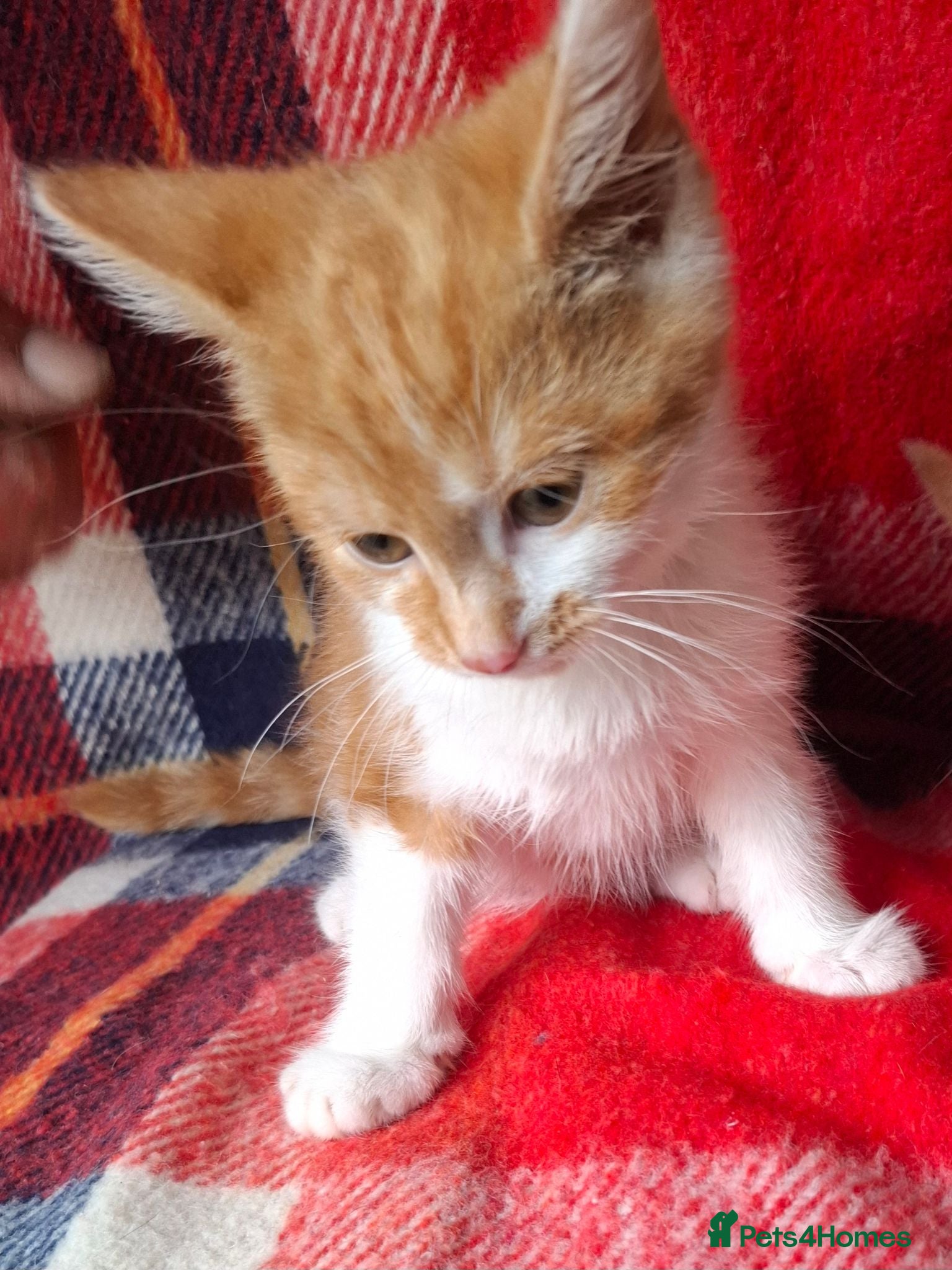 Mixed Breed cats Beautiful kittens - Advert 2