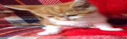 Mixed Breed cats for sale: Beautiful kittens - Advert 1
