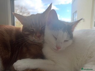 British Shorthair cats for sale - Advert 1