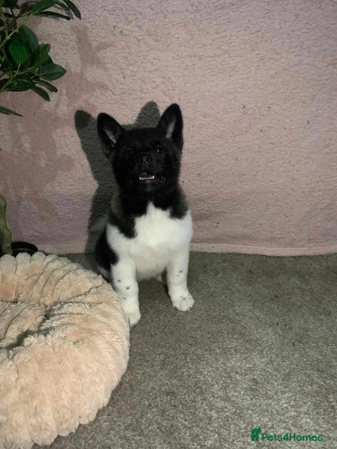 Akita dogs for sale: CHAMPION SHOW potential KC REG AKITA PUPPIES   - Advert 25