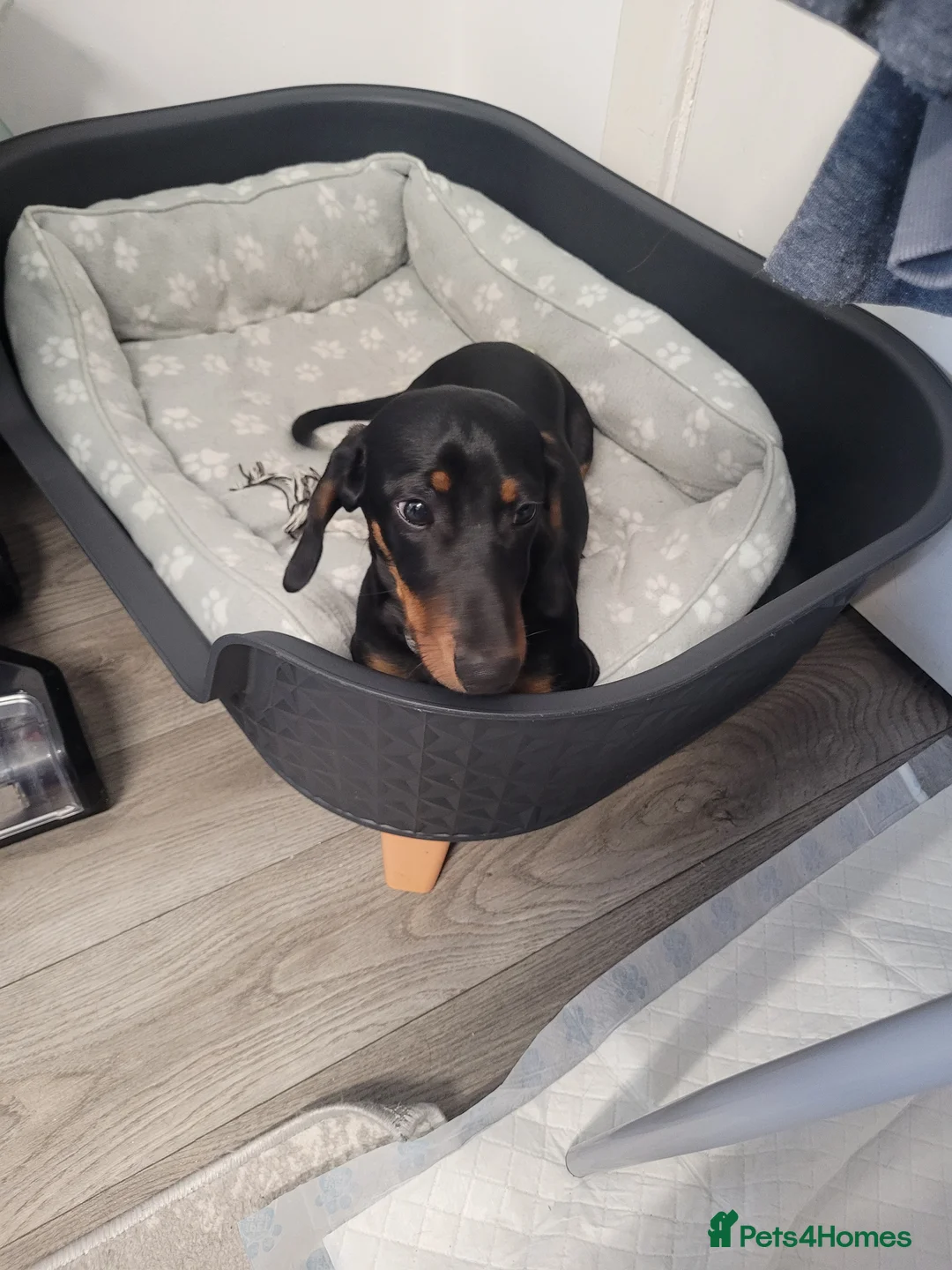 Dachshund dogs for sale: Dachshund Male - Advert 6