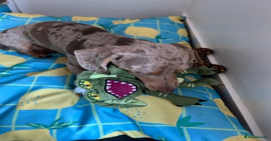 Miniature Dachshund dogs - Advert 3