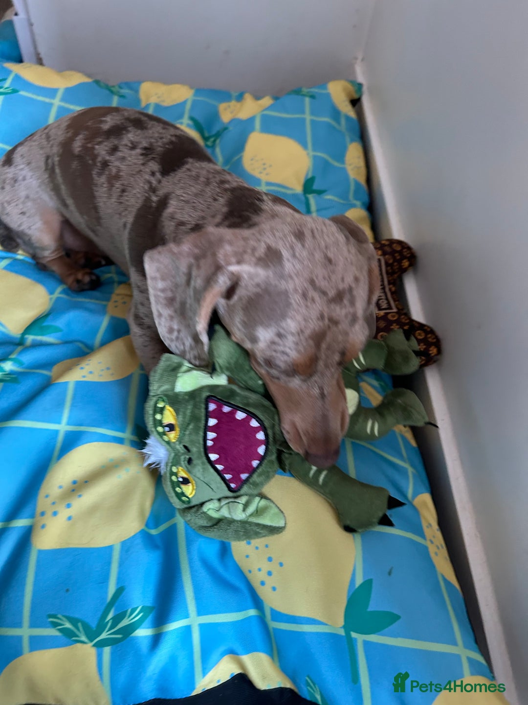 Miniature Dachshund dogs for sale: Multi coloured litter - Image 24