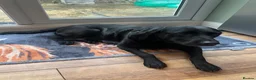 Labrador Retriever dogs for sale: Labrador Puppies - Advert 4