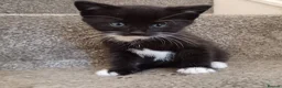 British Longhair cats for sale: 2 male kittens for sale - Advert 3