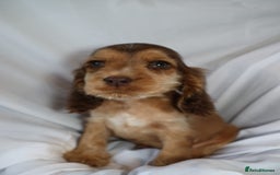 Cocker Spaniel dogs for sale: Championline Cocker Spaniel - Advert 30