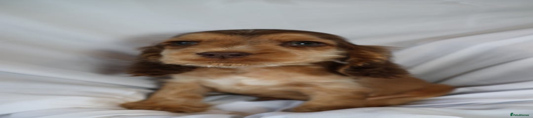 Cocker Spaniel Puppy 4