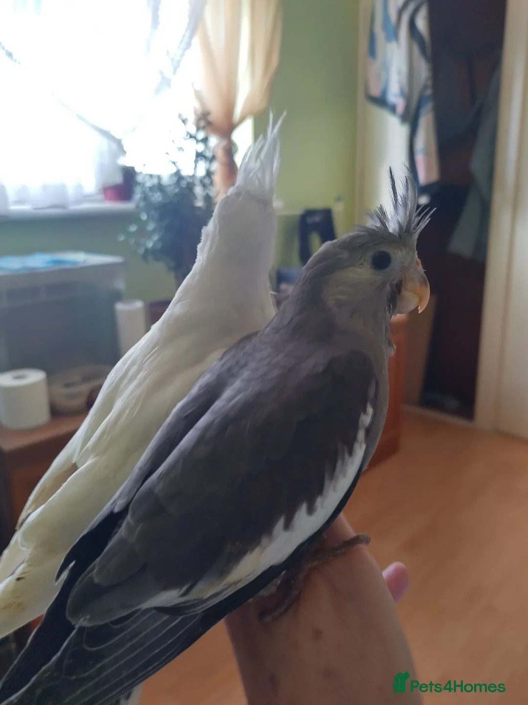 Cockatiels birds for sale: For sale  - Advert 2
