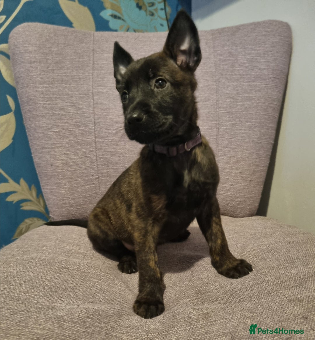 Belgian Shepherd Dog dogs for sale: Mother is a Dutch Herder NOT Belgian shepherd!!  - Advert 9