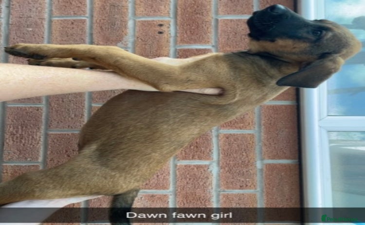 Belgian Shepherd Dog dogs - Advert 3