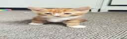 Mixed Breed cats for sale: Kitten - Advert 4