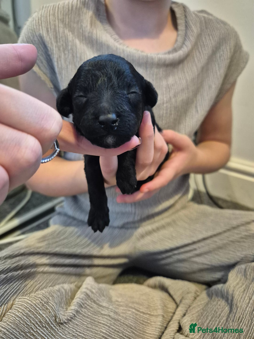 Toy Poodle dogs for sale: 5 beautiful black toy poodle puppies - Image 11