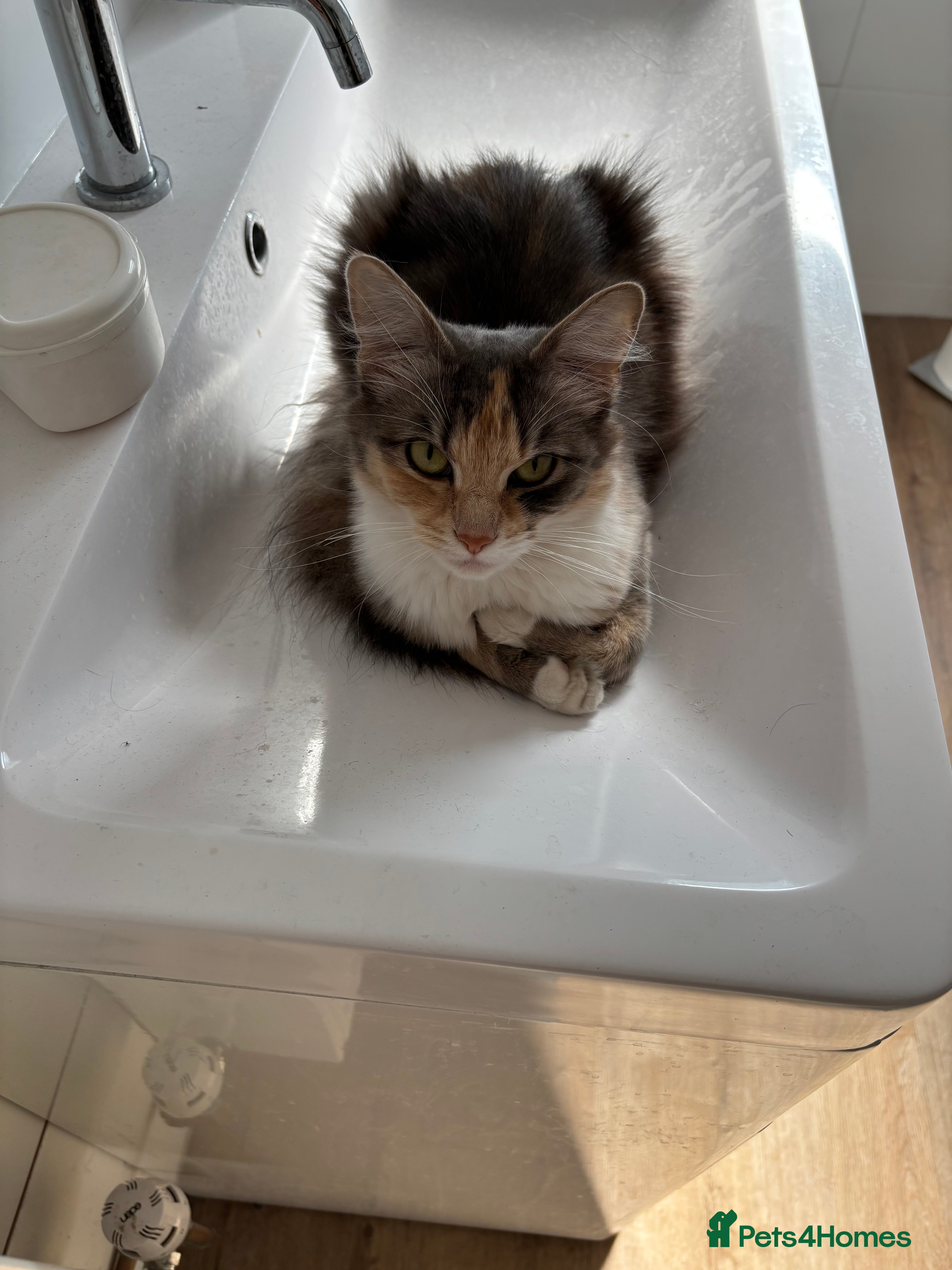 Mixed Breed cats Beautiful female diluted calico - Advert 2