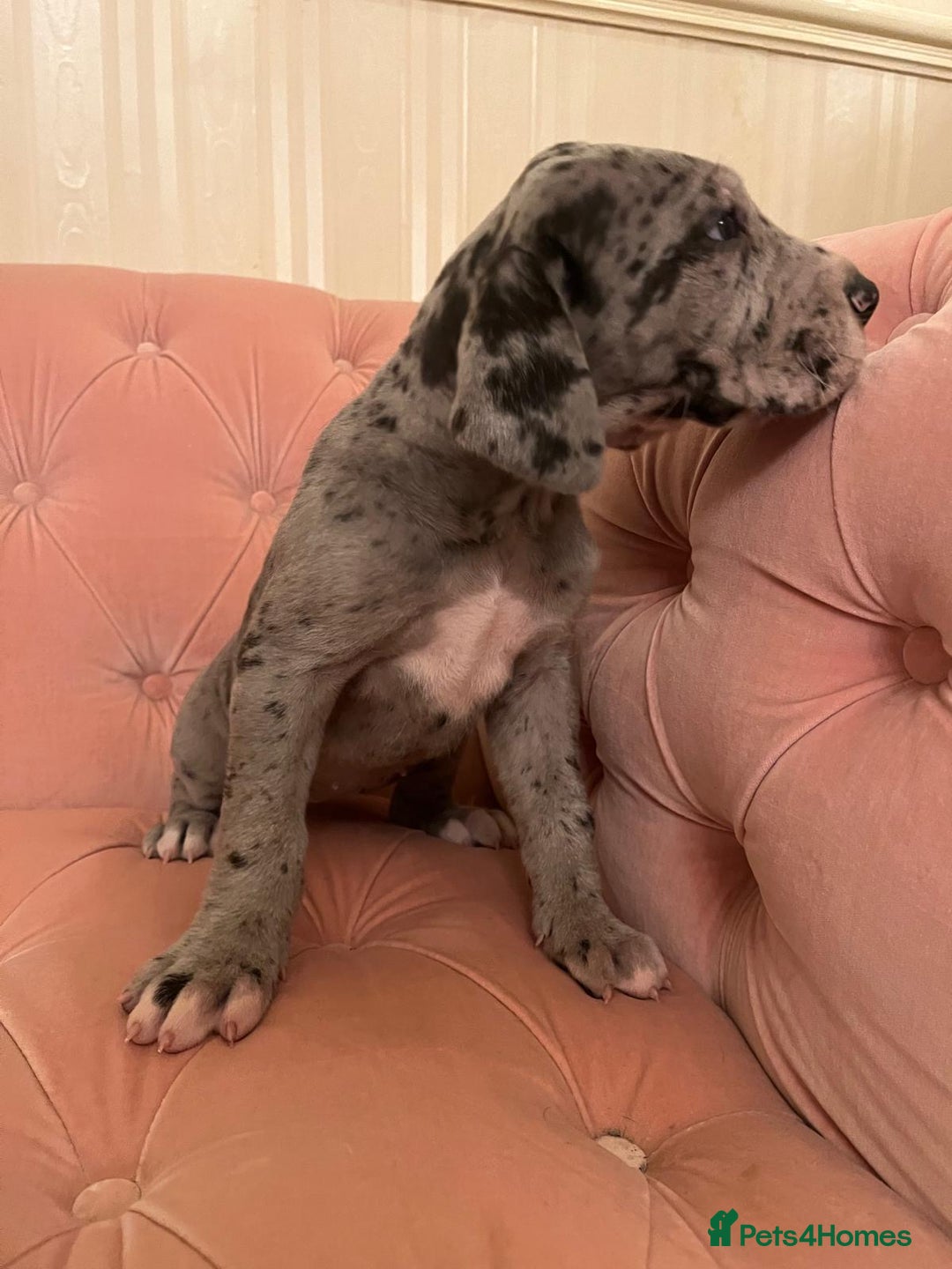 Great Dane dogs for sale: GREATEST DANE PUPS - KC Reg  - Advert 14