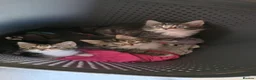 Mixed Breed cats for sale: 6 beautiful baby kittens/ mum x bengal - Advert 4