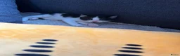 Mixed Breed cats for sale: Fluffy kittens  - Advert 6