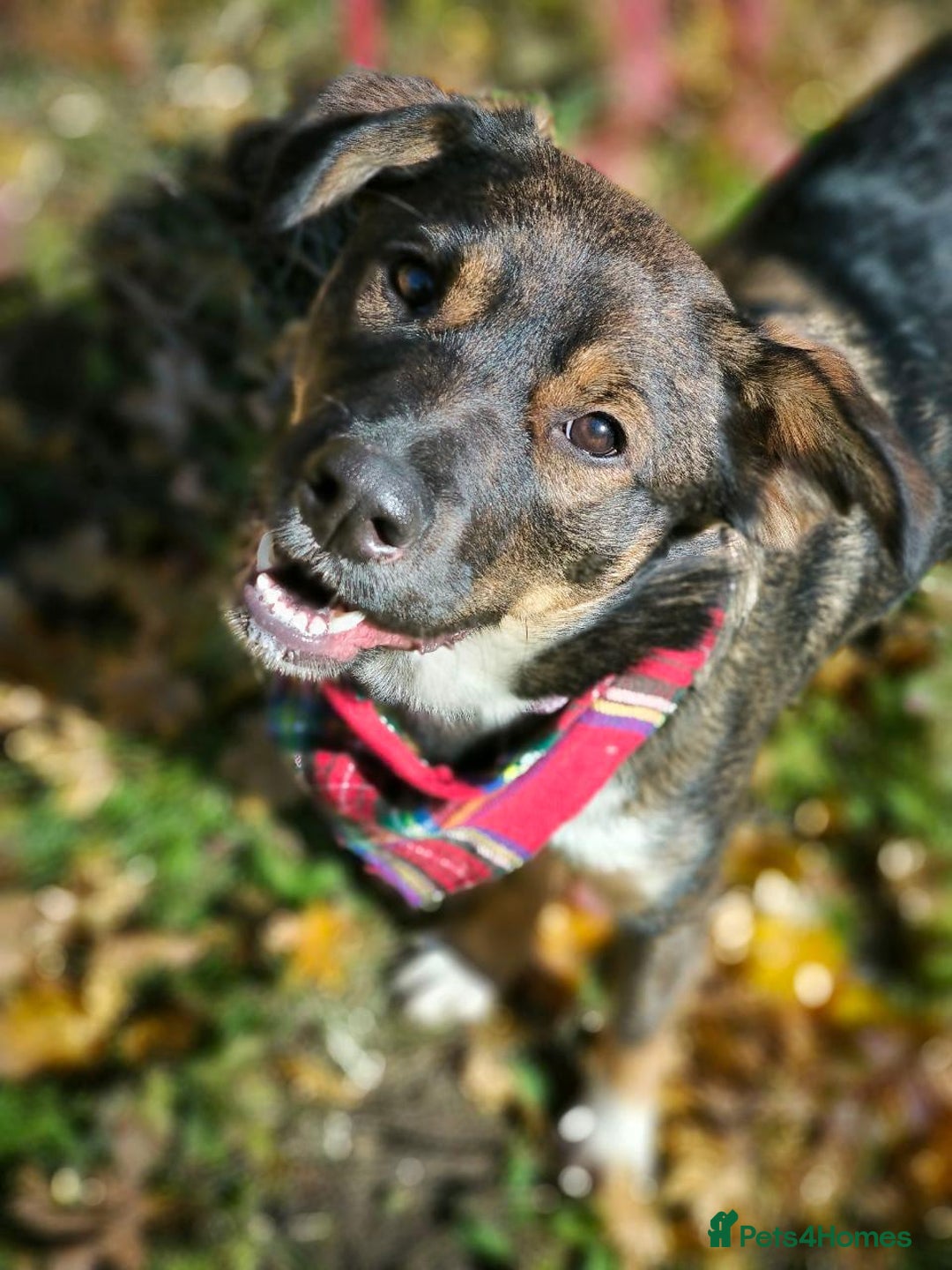 Mixed Breed dogs for adoption: 💙🐶 KOKOS 🐶💙 - Advert 22