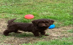 Cockapoo dogs for sale: READY NOW F1b Cockapoo puppies DNA CLEAR - Image 6