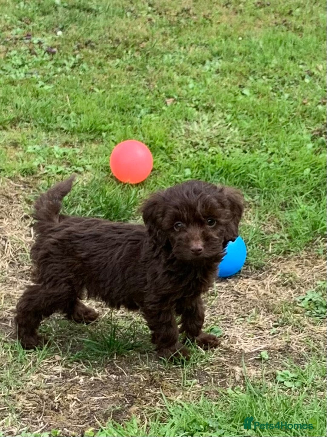 Cockapoo dogs for sale: READY NOW F1b Cockapoo puppies DNA CLEAR - Image 6