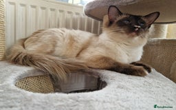Balinese cats for sale: Stunning chocolate point balinese seeks retirement - Image 3