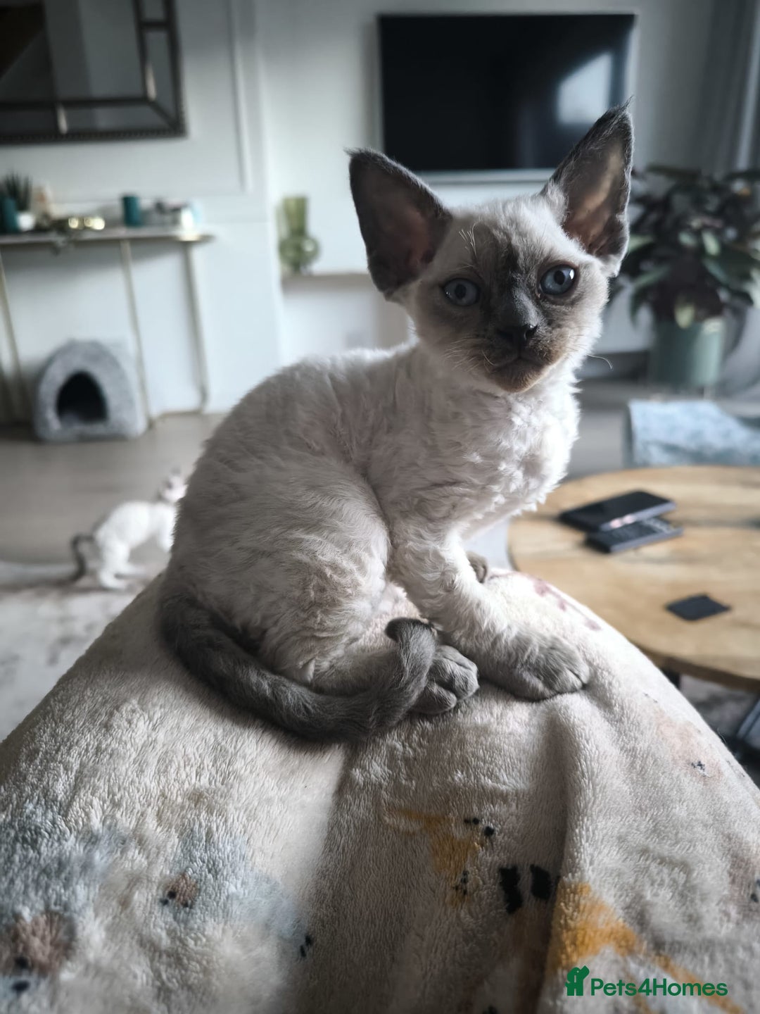 Devon Rex cats for sale: Devon Rex💕Blue Point Lynx Girl🩷Blue Point Boy💙 - Advert 13