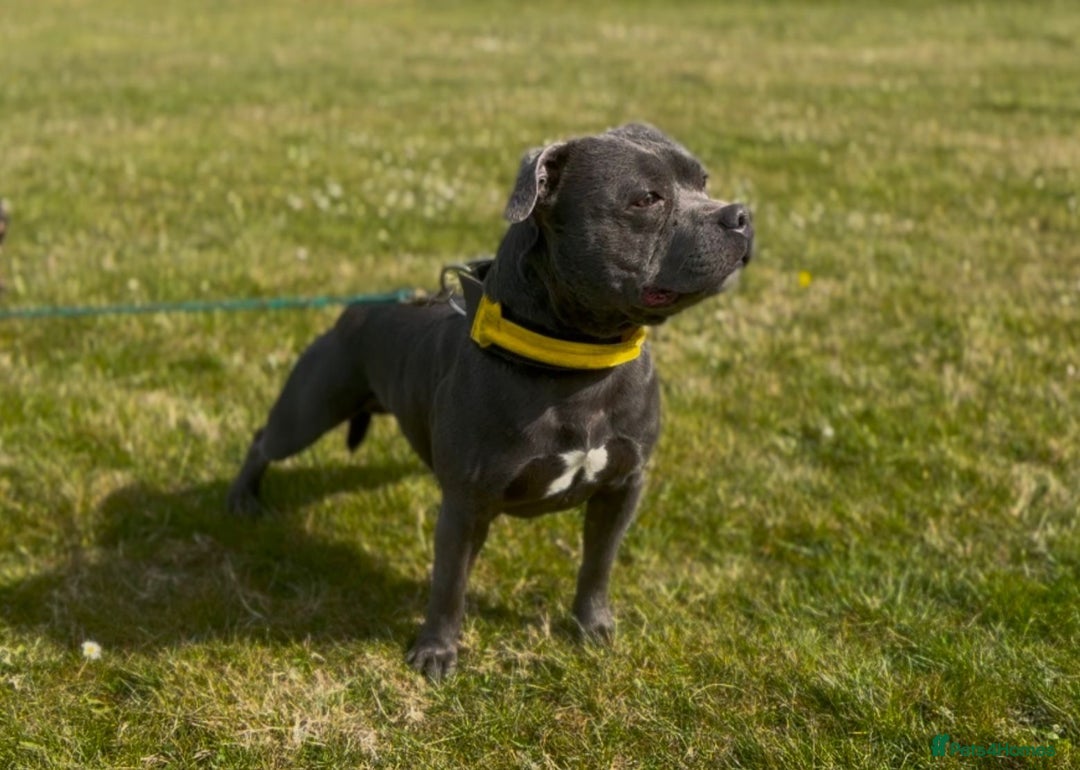 Staffordshire Bull Terrier dogs for sale: READY TO LEAVE Staffordshire Bullterriers - Image 5