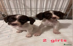 Cocker Spaniel dogs for sale: Cocker spaniel  - Image 4