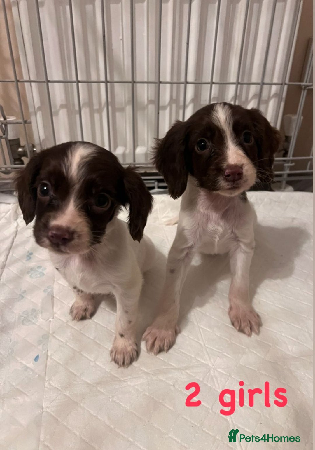 Cocker Spaniel dogs for sale: Cocker spaniel  - Image 4