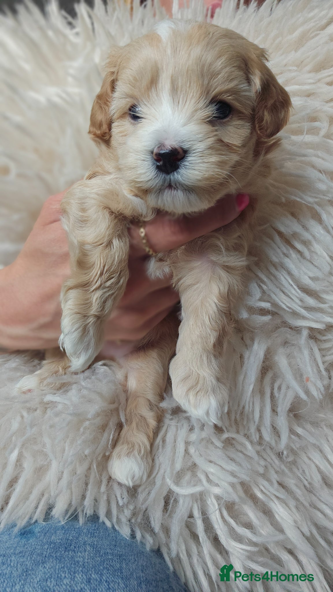 Maltipoo dogs for sale: Cute Small Maltipoos F1  - Advert 17