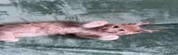 Maine Coon cats for sale: Purebred Maine Coon kittens - Advert 2
