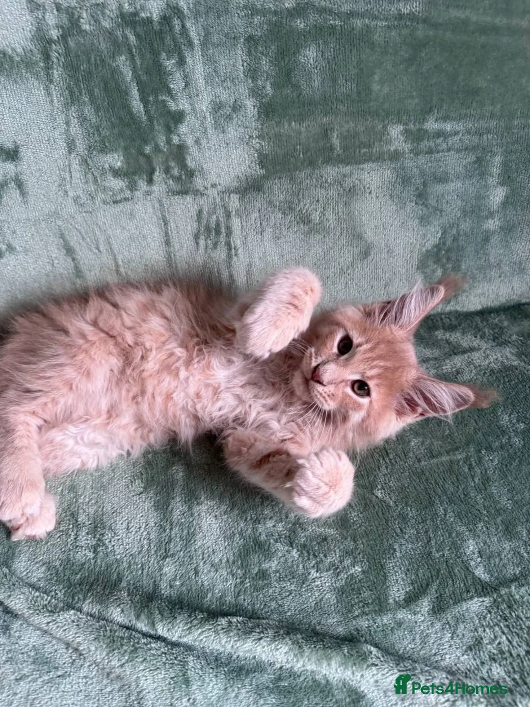Maine Coon cats for sale: Purebred Maine Coon kittens - Advert 2