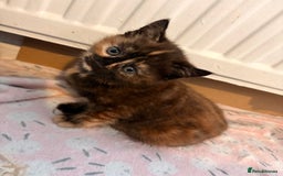 Maine Coon cats for sale: Part Maine Coon READY 8th December  - Advert 8