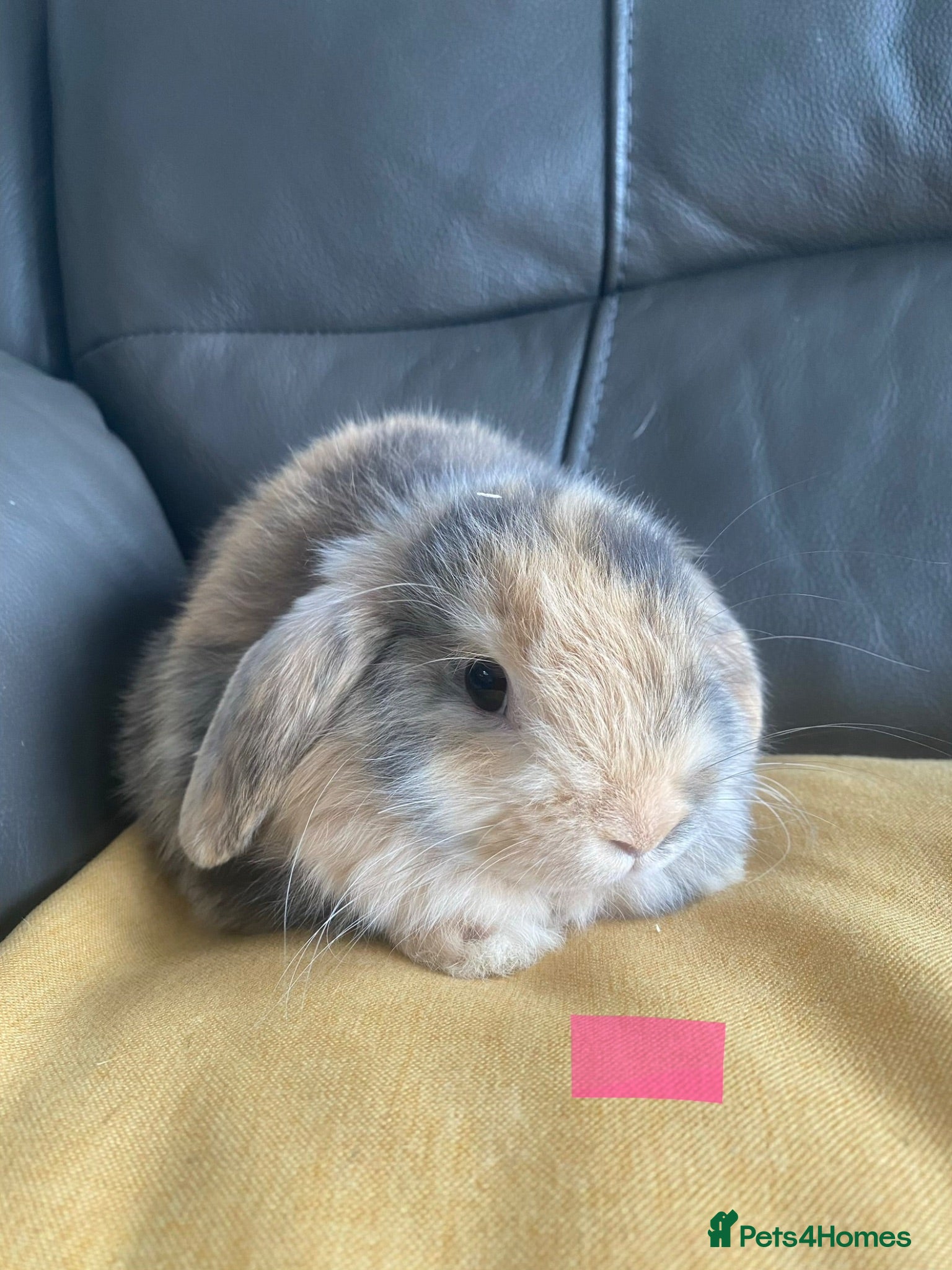 Mini Lop rabbits Mini lops, cashmere minis, lion heads - Advert 17