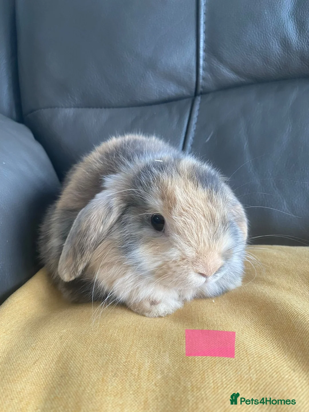 Mini Lop rabbits for sale: Mini lops including harlequins - Advert 2