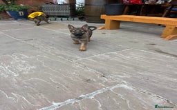 German Shepherd dogs for sale: Czechoslovakian German shepherd working line - Image 15