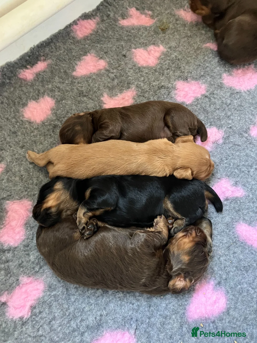 Cocker Spaniel dogs for sale: Quality Working Cocker Spaniel Pups KC reg - Advert 2