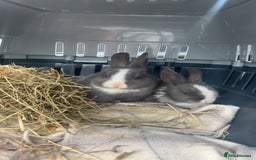Mini Lop rabbits for sale: Grey and white babies for sale  - Image 1