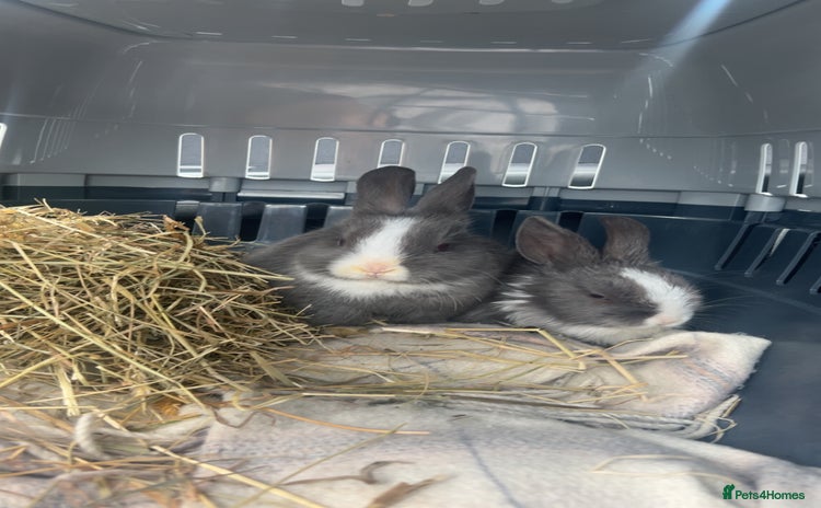 Mini Lop rabbits - Advert 2
